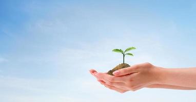 Green seedlings in hands, Isolated on sky background with clipping path for your design,  Green world earth day concept and Environmental protection campaign photo