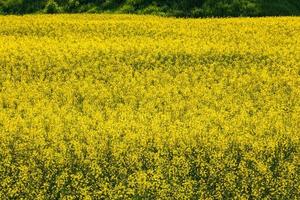 field of yellow springtime flowers of rapeseed is plant for green industry photo