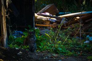 Old broken sheds photo