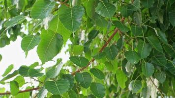 Green Bodhi leaves move in the wind. video