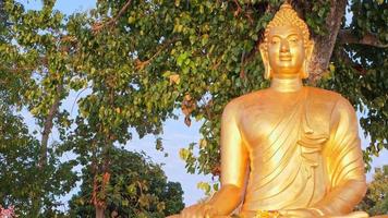 Golden Buddha statue under the Bodhi tree video