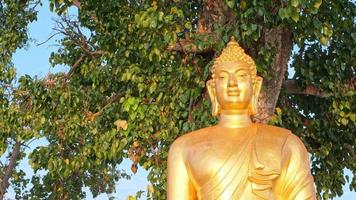 Golden Buddha statue under the Bodhi tree video
