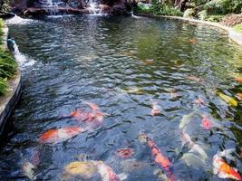 hermosos peces koi en el estanque foto