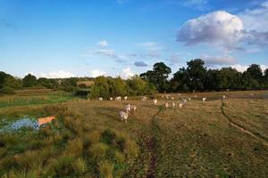 High angle view of cows grazing on field photo