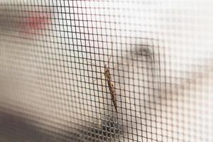 mosquito net wire screen on house window protection against insect photo