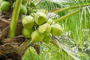 Fresh Coconut cluster on coconut tree photo