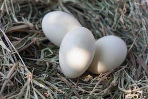 eggs in nest photo