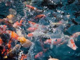 peces koi en el estanque del jardín foto