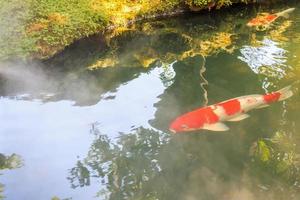 Carpas de fantasía coloridas peces koi en estanque de jardín foto