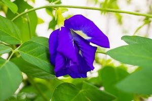 Butterfly pea Clitoria ternatea blue flower closeup photo