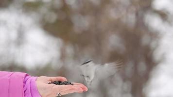 Nuthatch bird in women's hand eat seeds, winter video