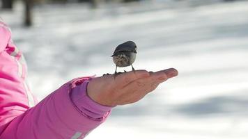 Nuthatch and titmouse birds in women's hand eats seeds, winter, slow motion video