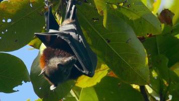 Lyle's flying fox Pteropus lylei hangs on a tree branch and washes