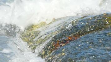 krabben op de rots op het strand, rollende golven, close-up video