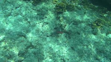 Tropical underwater world, Similan Islands, Thailand video
