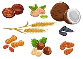 Nuts, sunflower seeds and wheat ears vector