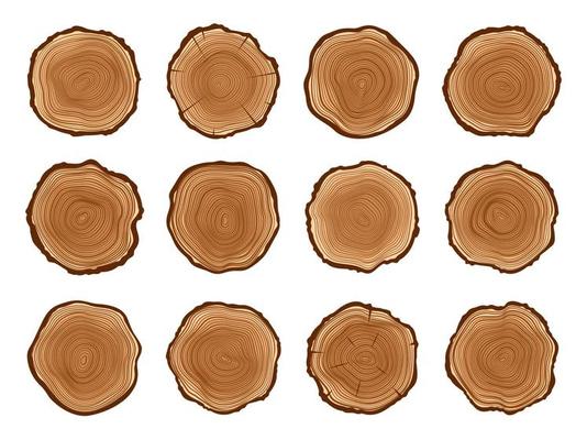 Tree trunks, wood cut stumps with annual circles