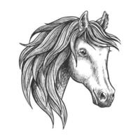 Purebred stallion of andalusian breed sketch vector