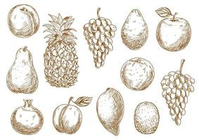 Sketch of fresh fruits for agriculture design vector