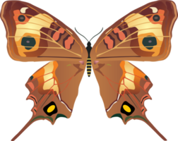 elemento mariposas especias png