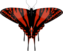 butterflies spicies Element png