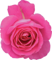 bellissimo rosa elemento png