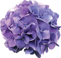 fleur d'hortensia fraîche png