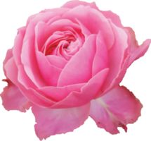 Beautiful Rose Element png