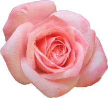 Beautiful Rose Element png