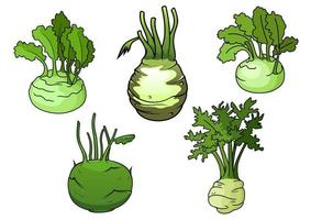 Fresh isolated kohlrabi cabbage vegetables vector