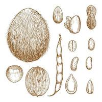 Sketches of nuts, beans and seeds vector