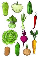 Fresh isolated organic farm vegetables vector