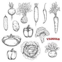 iconos de boceto de verduras de granja saludables vector