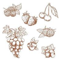 Fruits and berries sketch set vector