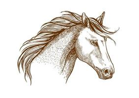 Horse sketch icon of arabian stallion vector