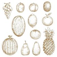 Sketches of fresh harvested fruits vector