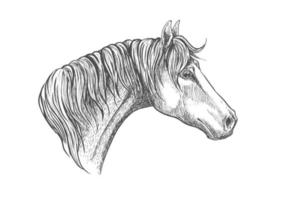 Speedy racehorse of american quarter breed sketch vector