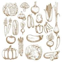 Autumnal abundance of freshly harvested vegetables vector