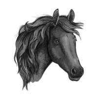 Black horse head of arabian breed vector