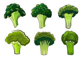 Isolated green ripe broccoli vegetables vector