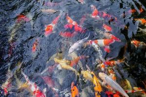 hermosos peces koi en el estanque foto