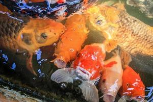 fancy carp koi fish in pond photo