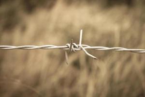 Barbed wire fence and green field closeup photo