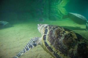 tortuga marina nadar bajo el agua foto