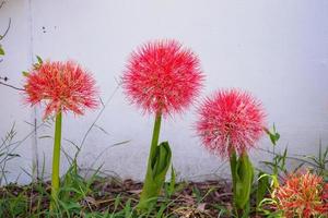 haemanthus multiflorus flor de lirio de sangre foto