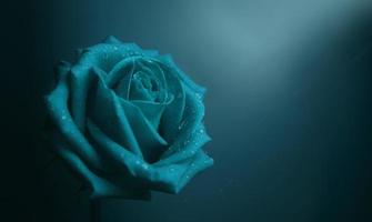 rosa azul con gota en pétalo. flor símbolo del amor y el día de san valentín. concepto de sentimiento de soledad y tristeza foto