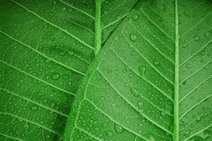 Nature Concept. Closeup of Green Leaf with many Droplet. Freshness by Water Drops. Environmental Care and Sustainable Resources. Natural Green Surface Texture Background photo