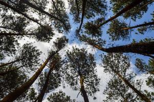vista de ángulo bajo de pinos que muestran la vergüenza de la corona en el bosque de pinos de mangunan, yogyakarta