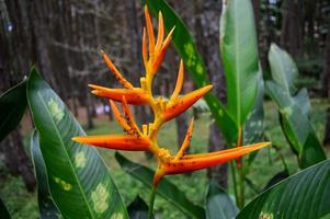 Heliconia psittacorum is a species of flowering ornamental plant native to the Caribbean and South America, with a blurred background photo