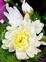 yellow chrysanthemum in flower bouquet photo